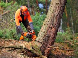 Best Arborist Consultation Services  in USA